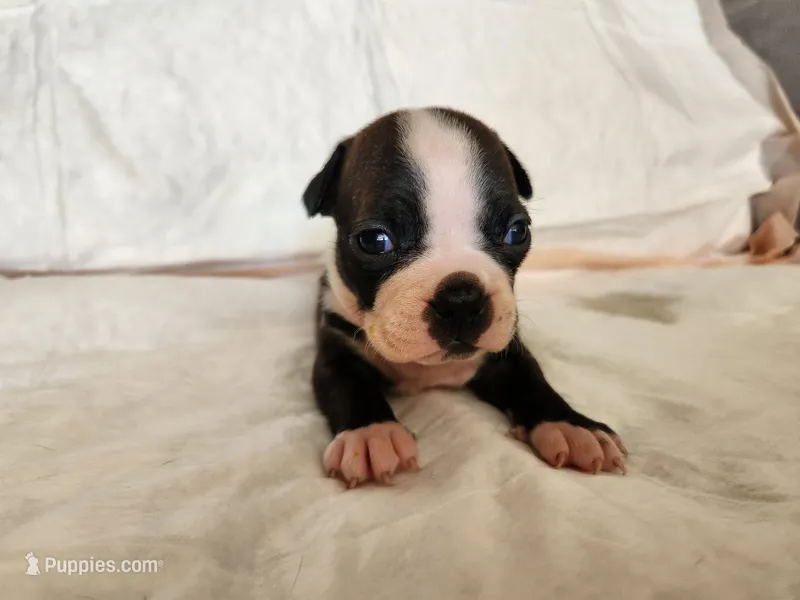 Snow – Boston Terrier puppy for sale in Fresno, CA
