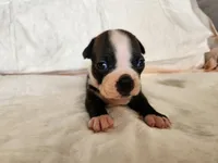 Snow, a female Boston Terrier for sale in Fresno, CA – 1 of 7