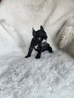 Bella, a female Boston Terrier for sale in Fresno, CA – 6 of 7