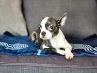 Isabella , a female Boston Terrier for sale in Fresno, CA – 4 of 9