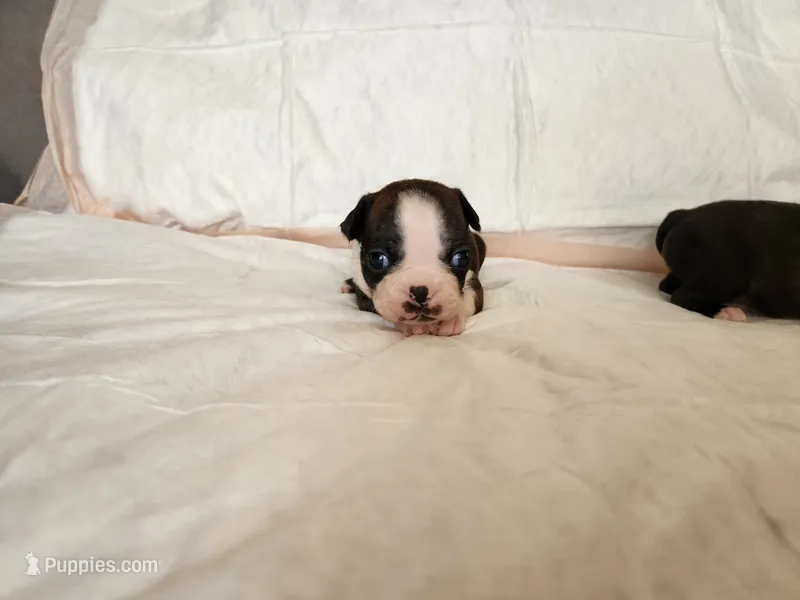 Baby – Boston Terrier puppy for sale in Fresno, CA