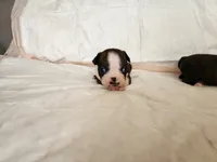 Baby, a female Boston Terrier for sale in Fresno, CA – 1 of 6