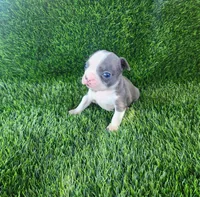 Bella, a female Boston Terrier for sale in Fresno, CA – 2 of 6
