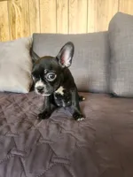 Bella, a female Boston Terrier and French Bulldog for sale in Fresno, CA – 3 of 5