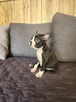 Zully , a female Boston Terrier for sale in Fresno, CA – 2 of 5