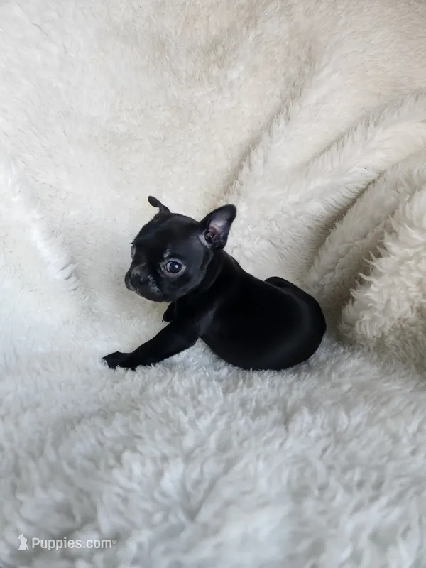 Emma – Boston Terrier puppy for sale in Fresno, CA