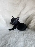 Emma, a female Boston Terrier for sale in Fresno, CA – 1 of 5