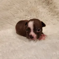 Cooper, a male Boston Terrier for sale in Fresno, CA – 3 of 5