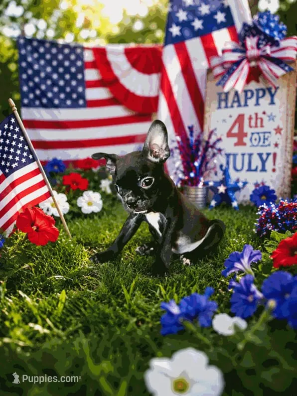 Emma – Boston Terrier, French Bulldog puppy for sale in Fresno, CA