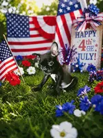 Emma, a female Boston Terrier and French Bulldog for sale in Fresno, CA – 1 of 4