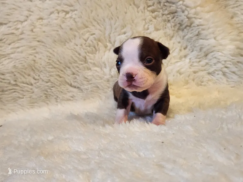 Muffin  – Boston Terrier puppy for sale in Fresno, CA