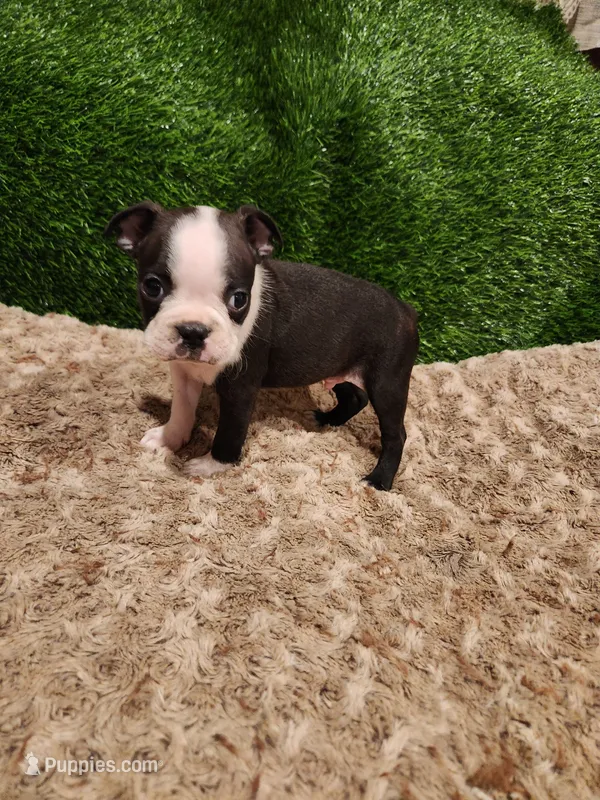 Pebbles  – Boston Terrier puppy for sale in Fresno, CA