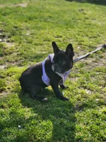 Bella, a female French Bulldog for sale in Fresno, CA – Photo 4 of 6