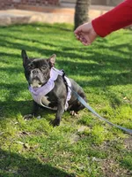 Bella, a female French Bulldog for sale in Fresno, CA – Photo 2 of 6