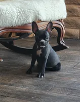 Bella , a female Boston Terrier and French Bulldog for sale in Fresno, CA – 2 of 7