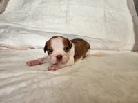 Brownie , a male Boston Terrier for sale in Fresno, CA – 5 of 7