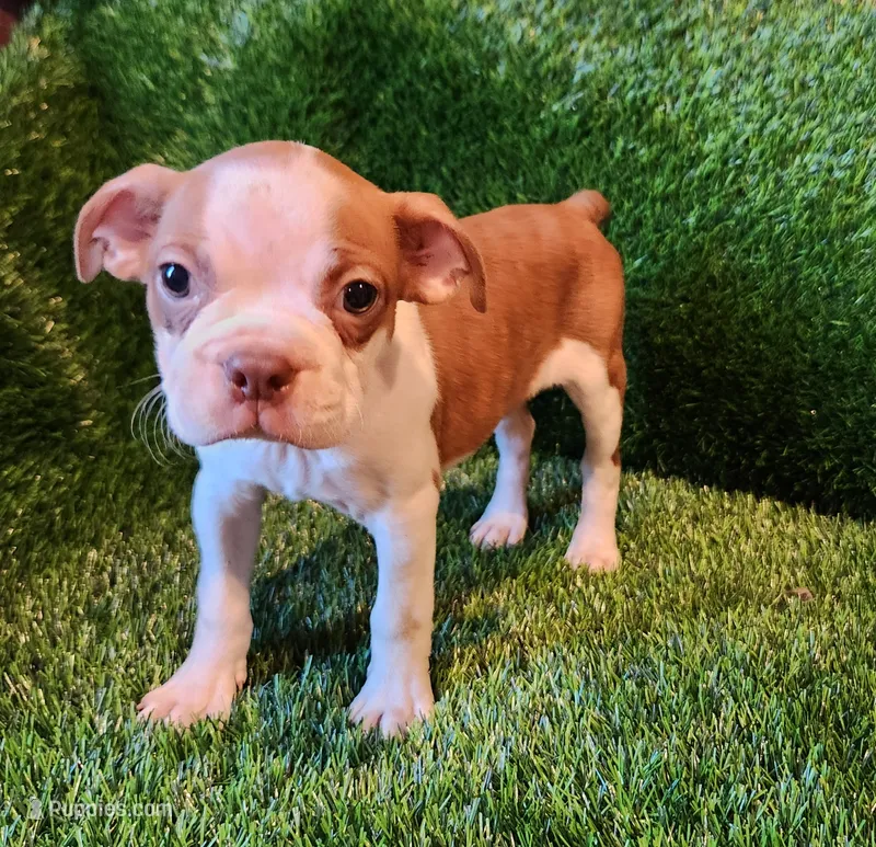 Brown  – Boston Terrier puppy for sale in Fresno, CA