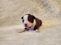 Muffin , a female Boston Terrier for sale in Fresno, CA – 4 of 6