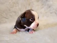 Muffin , a female Boston Terrier for sale in Fresno, CA – 5 of 6