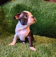 Rocky, a male Boston Terrier for sale in Fresno, CA – 5 of 7