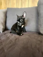 Emma, a female Boston Terrier and French Bulldog for sale in Fresno, CA – 2 of 4