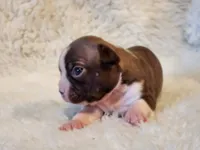 Princess , a female Boston Terrier for sale in Fresno, CA – 6 of 7