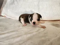 Coby, a male Boston Terrier for sale in Fresno, CA – 6 of 7
