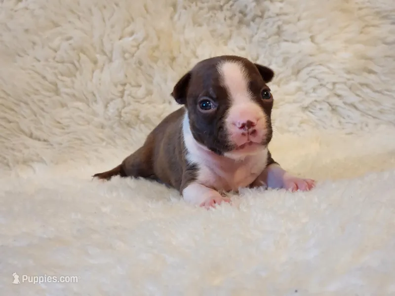 Princess  – Boston Terrier puppy for sale in Fresno, CA