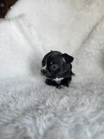 Rosie , a female Boston Terrier for sale in Fresno, CA – 2 of 5