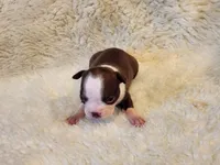 Muffin , a female Boston Terrier for sale in Fresno, CA – 6 of 6