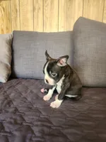 Zully , a female Boston Terrier for sale in Fresno, CA – 4 of 5