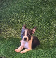 Daisy , a female Boston Terrier for sale in Fresno, CA – 4 of 7