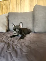 Bella, a female Boston Terrier and French Bulldog for sale in Fresno, CA – 1 of 5
