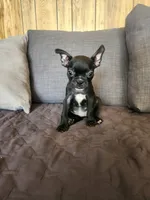 Emma, a female Boston Terrier and French Bulldog for sale in Fresno, CA – 5 of 5