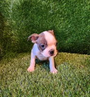Max, a male Boston Terrier for sale in Fresno, CA – 7 of 7