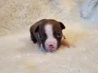 Princess , a female Boston Terrier for sale in Fresno, CA – 7 of 7