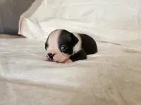 Pebbles , a male Boston Terrier for sale in Fresno, CA – 3 of 7
