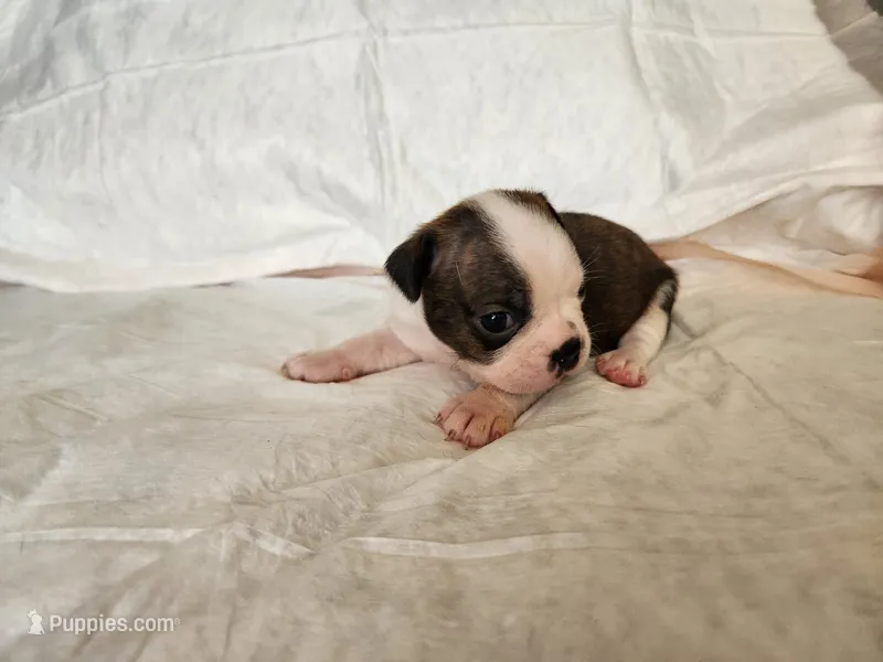 Coby – Boston Terrier puppy for sale in Fresno, CA