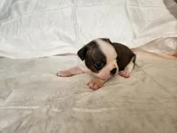 Coby, a male Boston Terrier for sale in Fresno, CA – 1 of 7