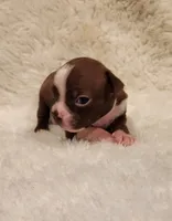 Cooper, a male Boston Terrier for sale in Fresno, CA – 2 of 5