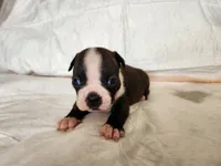 Snow, a female Boston Terrier for sale in Fresno, CA – 4 of 7