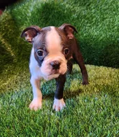 Rocky, a male Boston Terrier for sale in Fresno, CA – 2 of 7