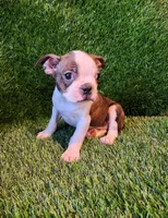 Max, a male Boston Terrier for sale in Fresno, CA – 6 of 7
