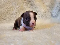 Princess , a female Boston Terrier for sale in Fresno, CA – 5 of 7