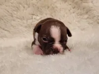 Cooper, a male Boston Terrier for sale in Fresno, CA – 5 of 5