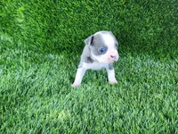 Bella, a female Boston Terrier for sale in Fresno, CA – 5 of 6