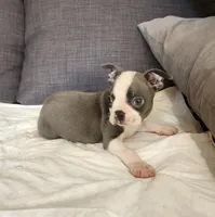 King Coby, a male Boston Terrier for sale in Fresno, CA – 7 of 10