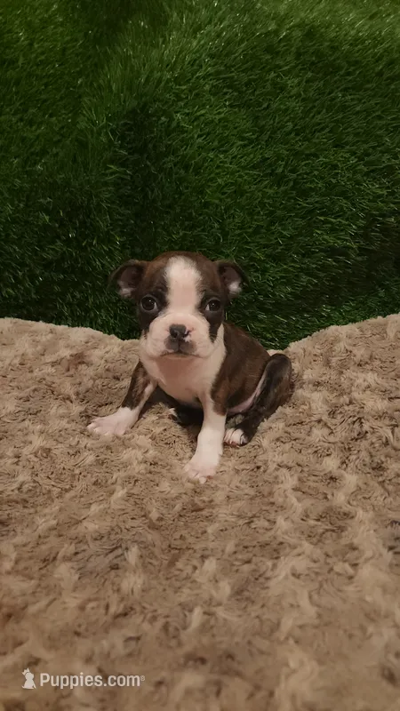 Baby – Boston Terrier puppy for sale in Fresno, CA