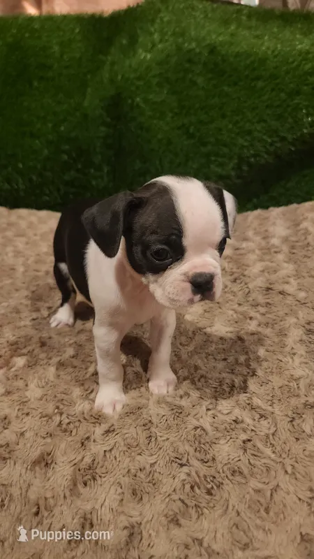 Sky – Boston Terrier puppy for sale in Fresno, CA