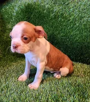 Brown , a male Boston Terrier for sale in Fresno, CA – 6 of 8